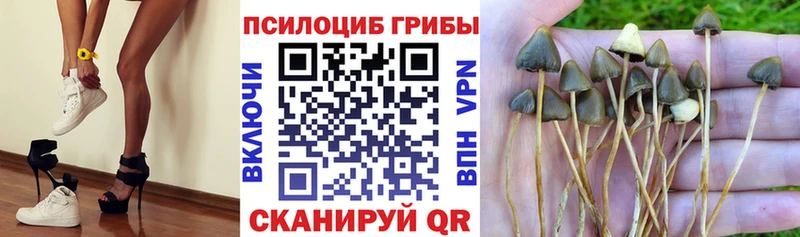 Купить закладки  Игарка  Псилоцибиновые грибы MAGIC MUSHROOMS 